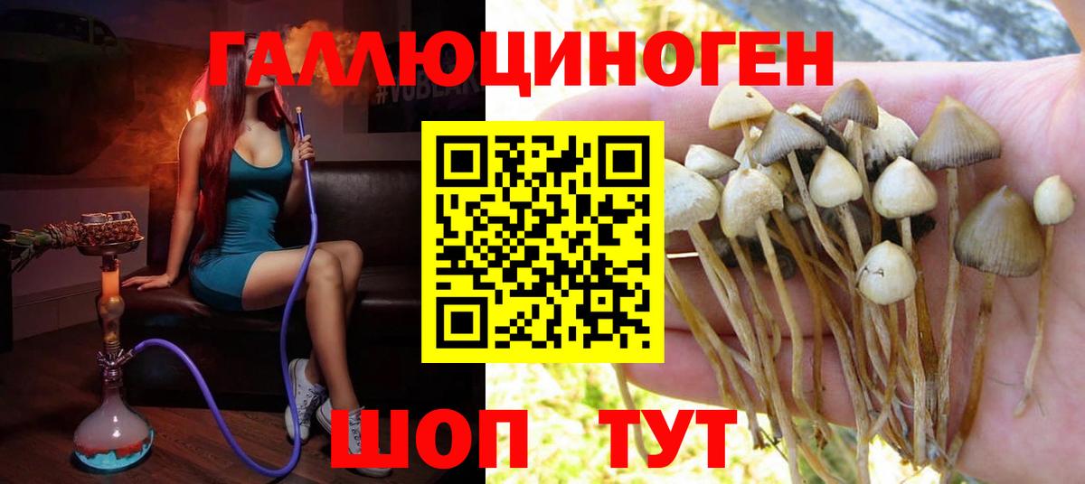 Коломна  Псилоцибиновые грибы Cubensis  Вход с VPN 